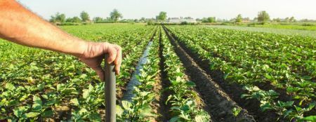 Agronomy